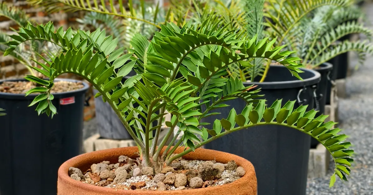 Encephalartos Latifron ENLT002