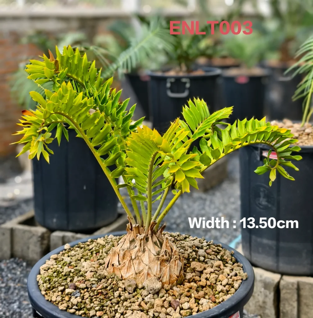 Encephalartos Latifron (ENLT003)
