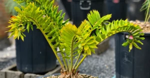 Encephalartos Latifron ENLT003