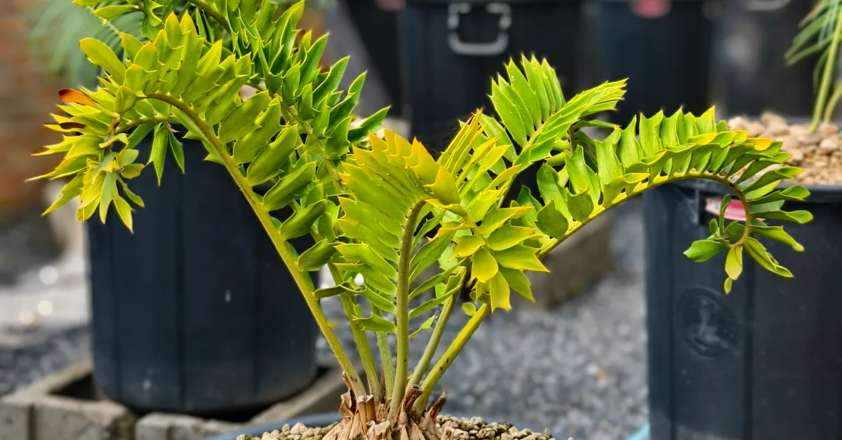 Encephalartos Latifron ENLT003
