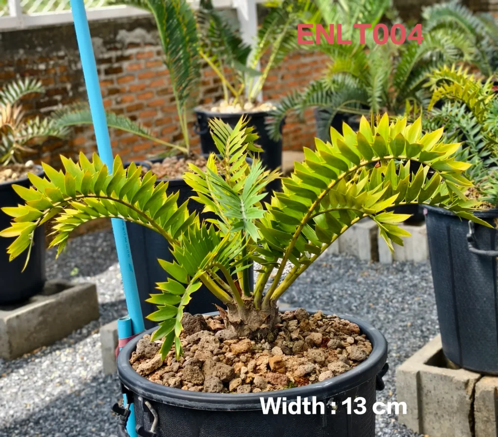 Encephalartos Latifron (ENLT004)
