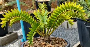 Encephalartos Latifron ENLT004