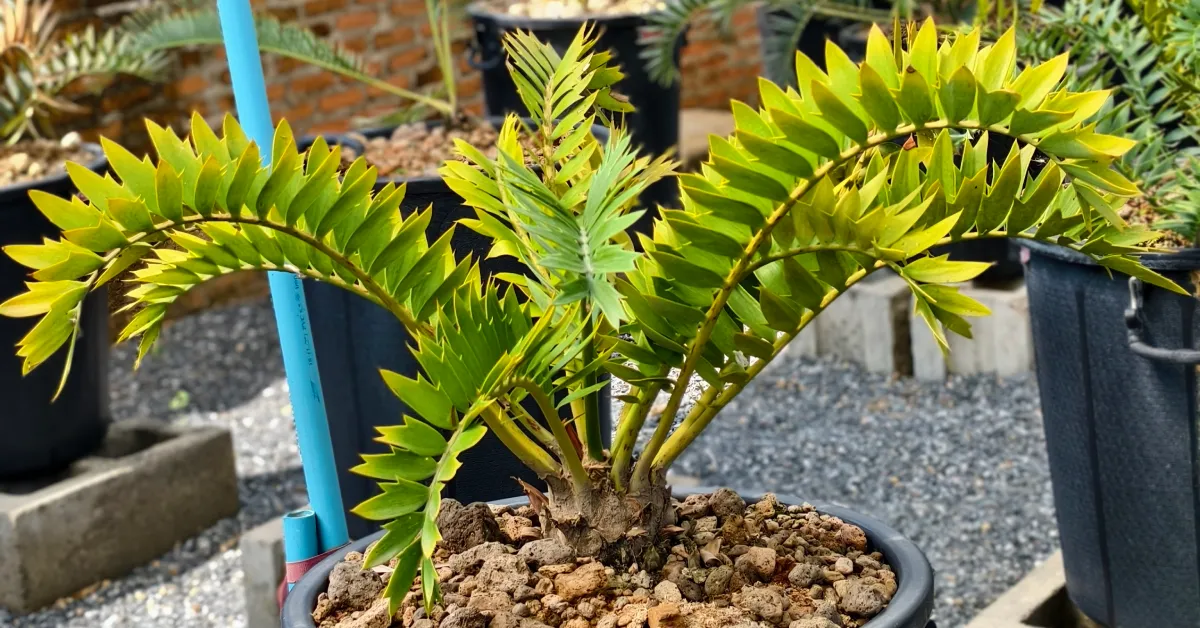 Encephalartos Latifron ENLT004