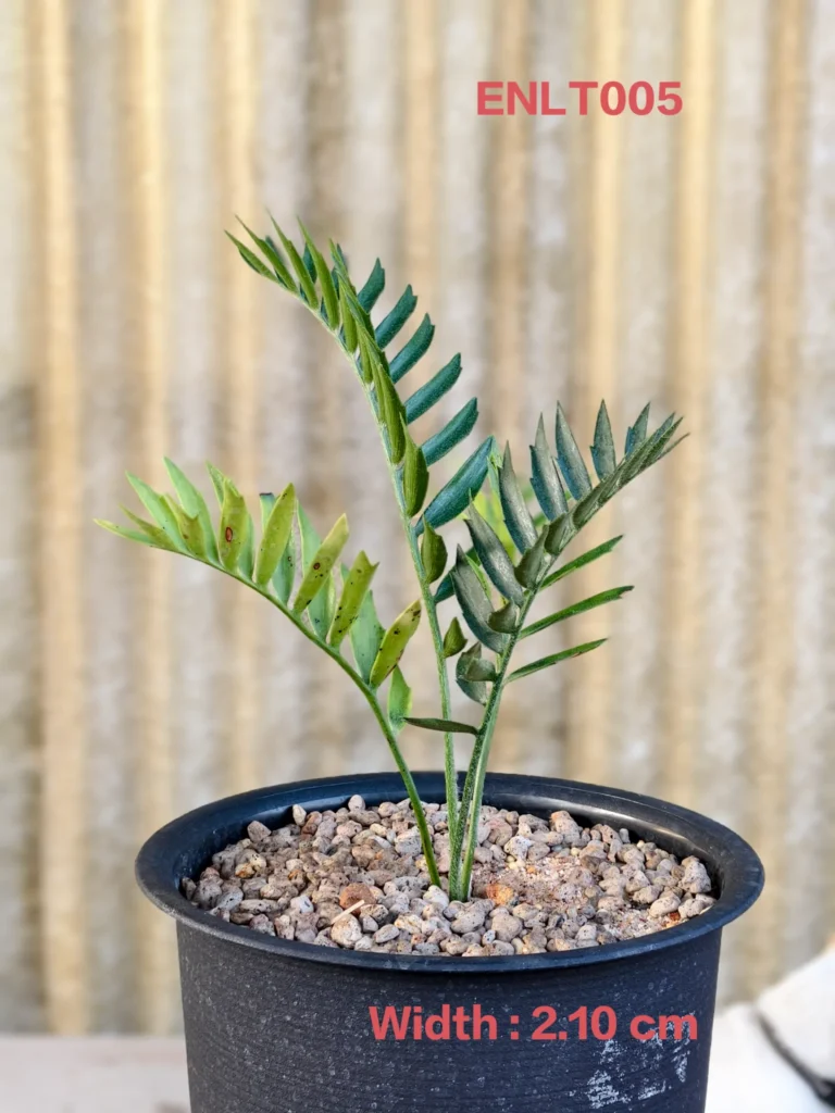 Encephalartos Latifron (ENLT005)