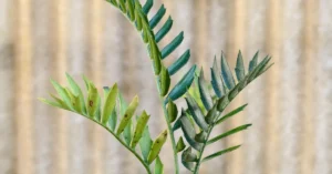 Encephalartos Latifron ENLT005