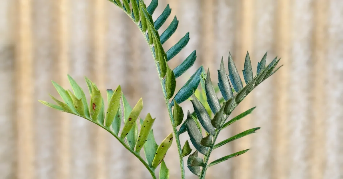 Encephalartos Latifron ENLT005