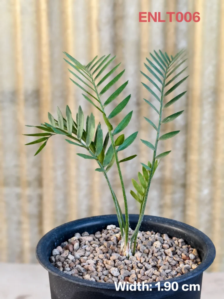 Encephalartos Latifron (ENLT006)