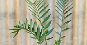 Encephalartos Latifron ENLT006
