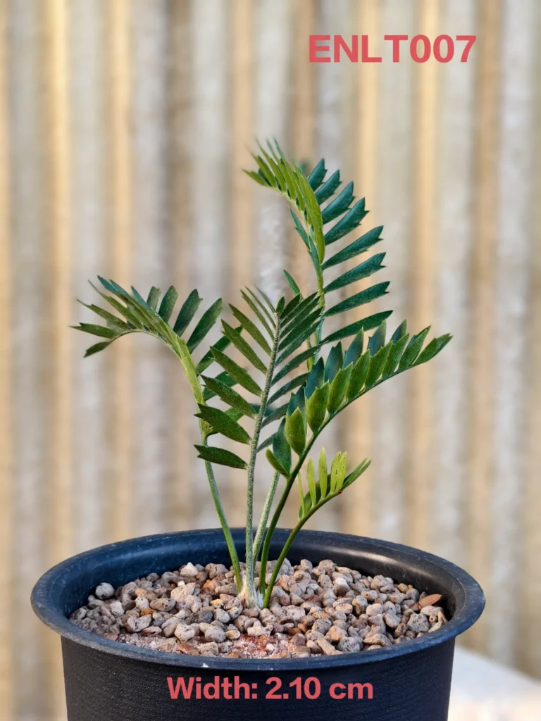 Encephalartos Latifron (ENLT007)