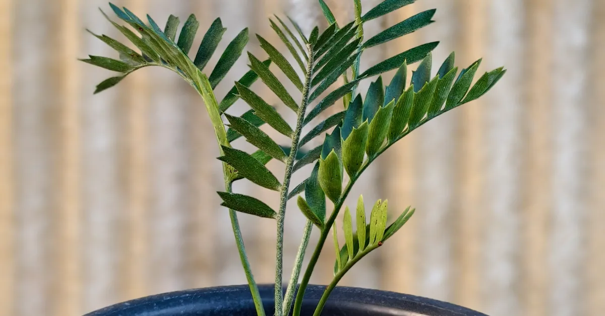 Encephalartos Latifron ENLT007