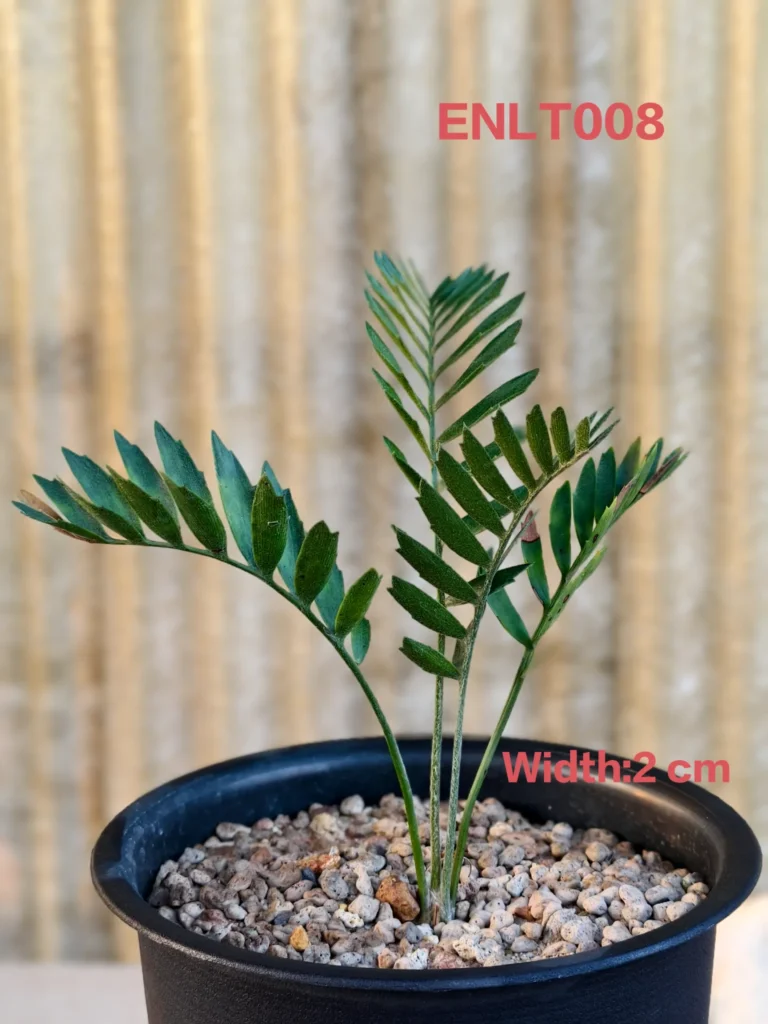 Encephalartos Latifron (ENLT008)