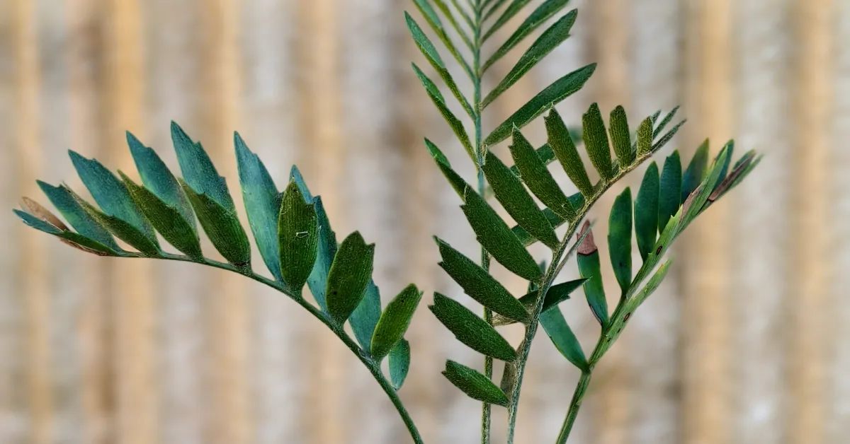 Encephalartos Latifron ENLT008