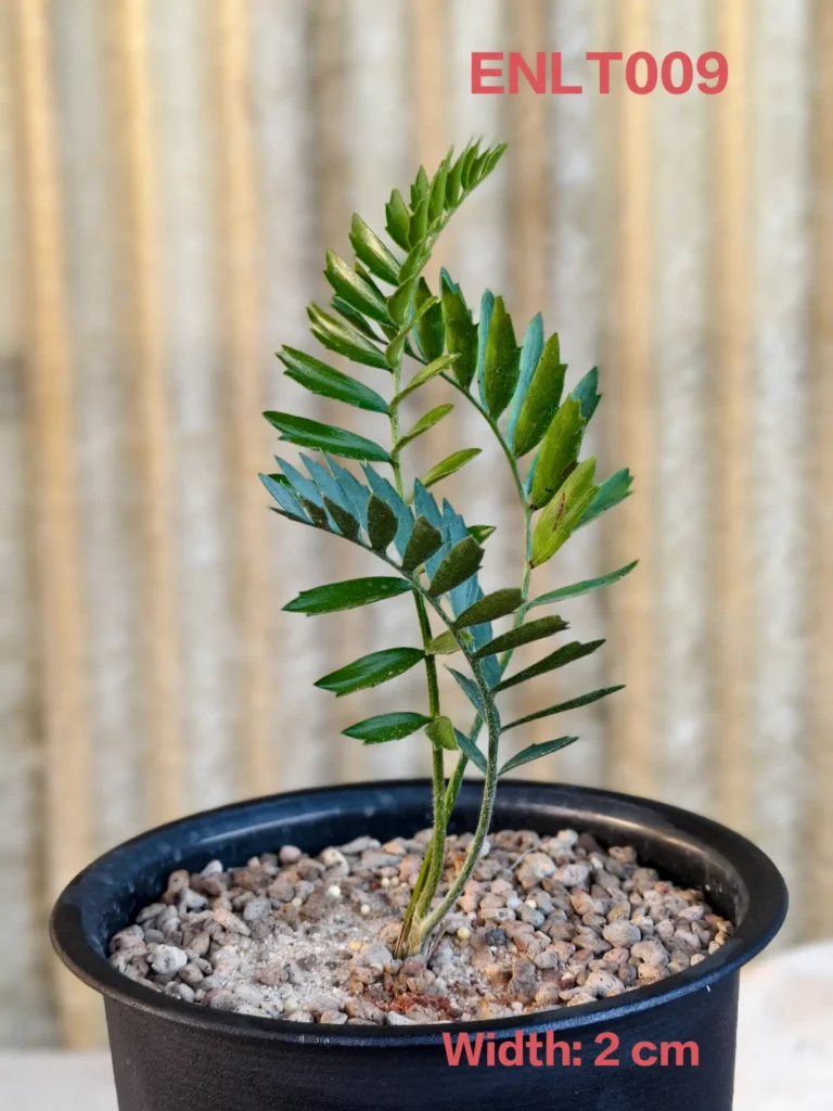 Encephalartos Latifron (ENLT009)