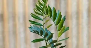 Encephalartos Latifron ENLT009