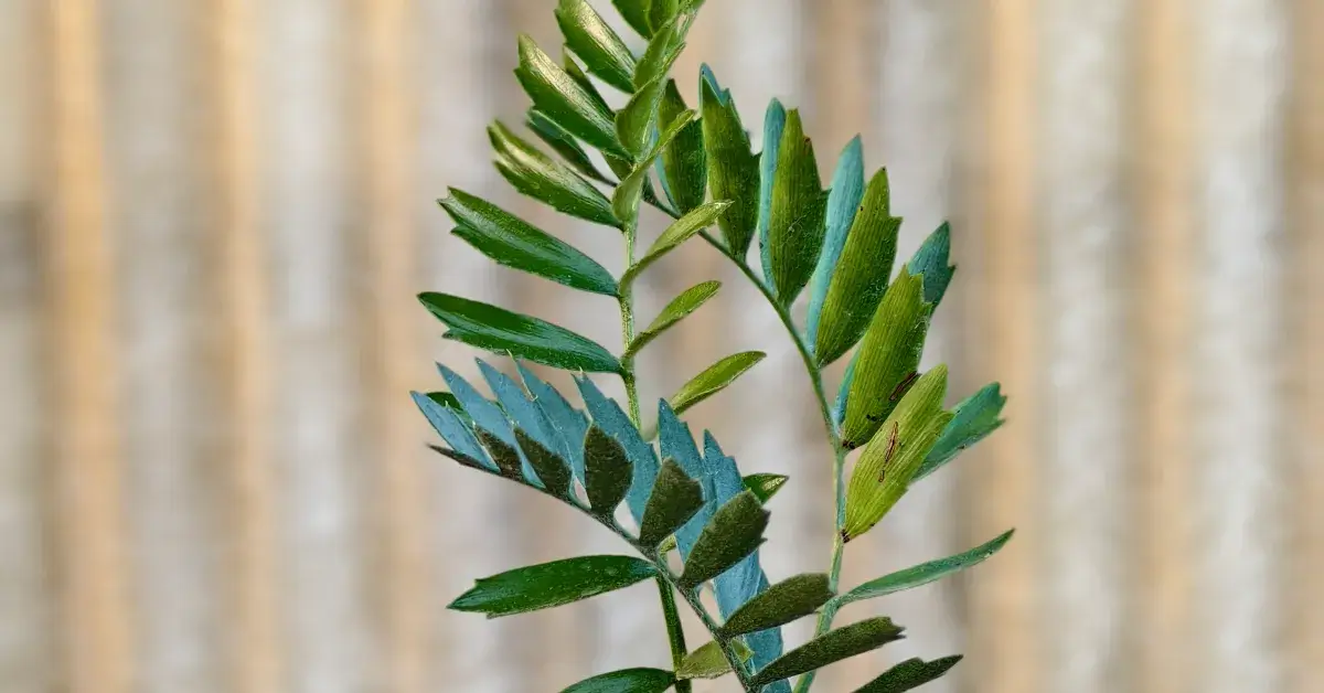 Encephalartos Latifron ENLT009