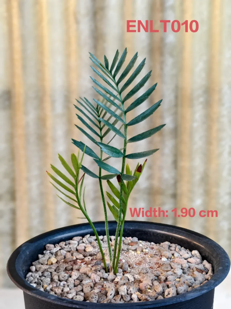 Encephalartos Latifron (ENLT010)