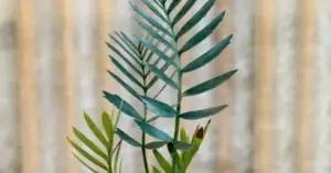 Encephalartos Latifron 010