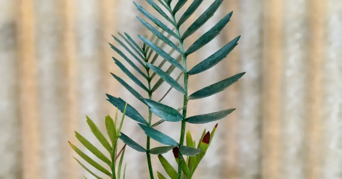 Encephalartos Latifron 010
