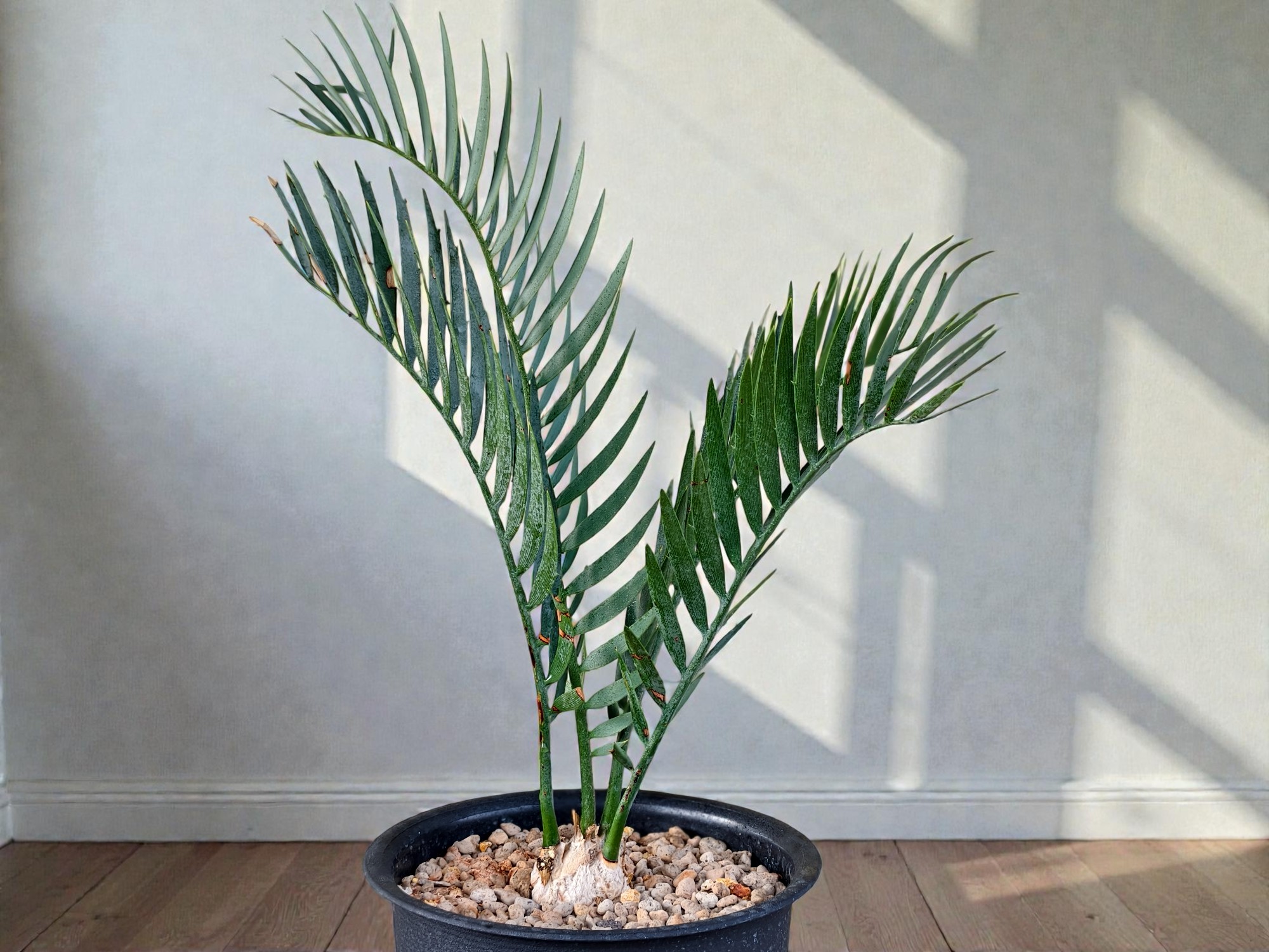 Encephalartos Princeps 001