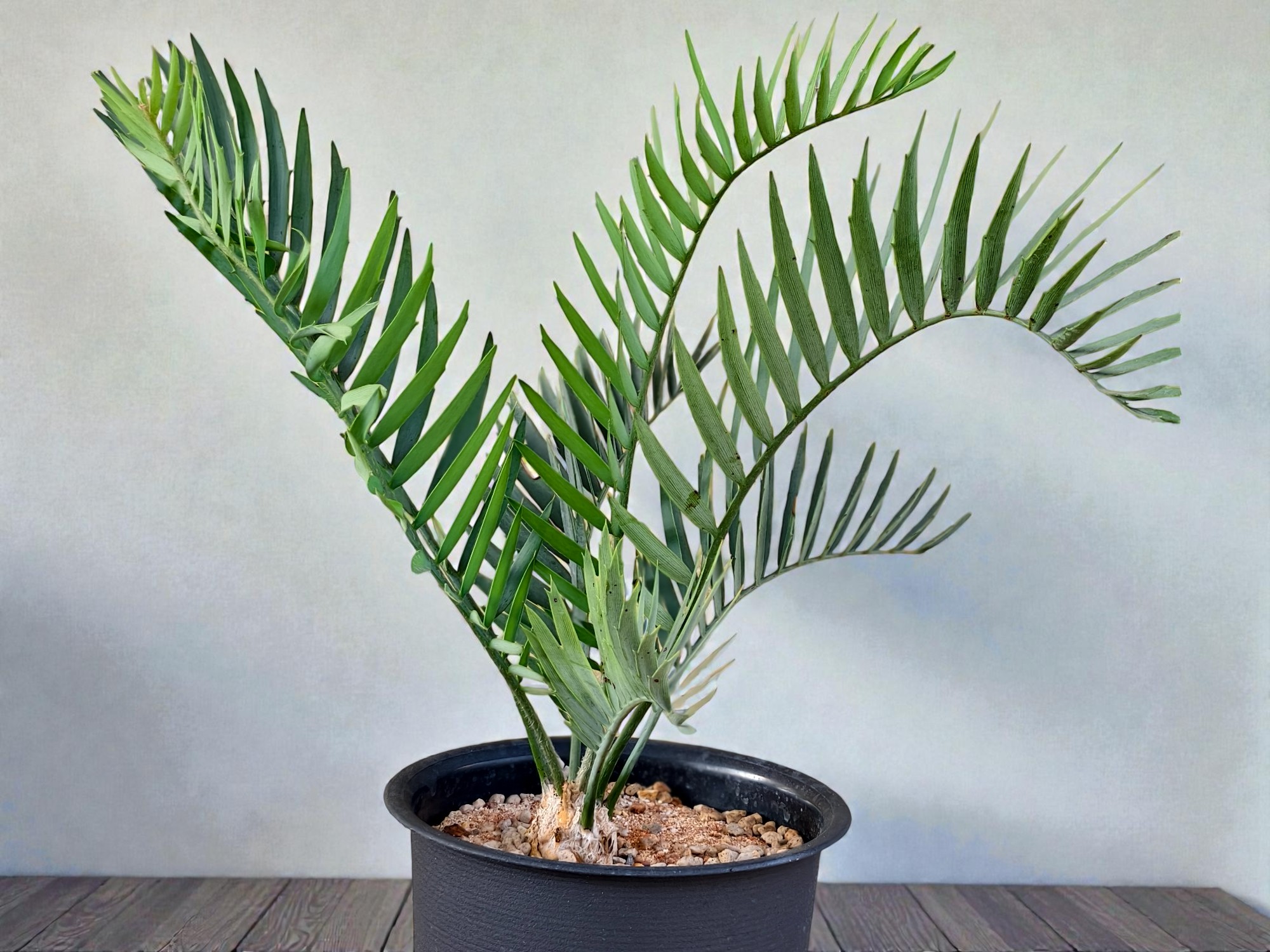Encephalartos Princeps 002