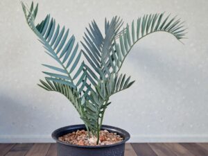 Encephalartos Princeps 003