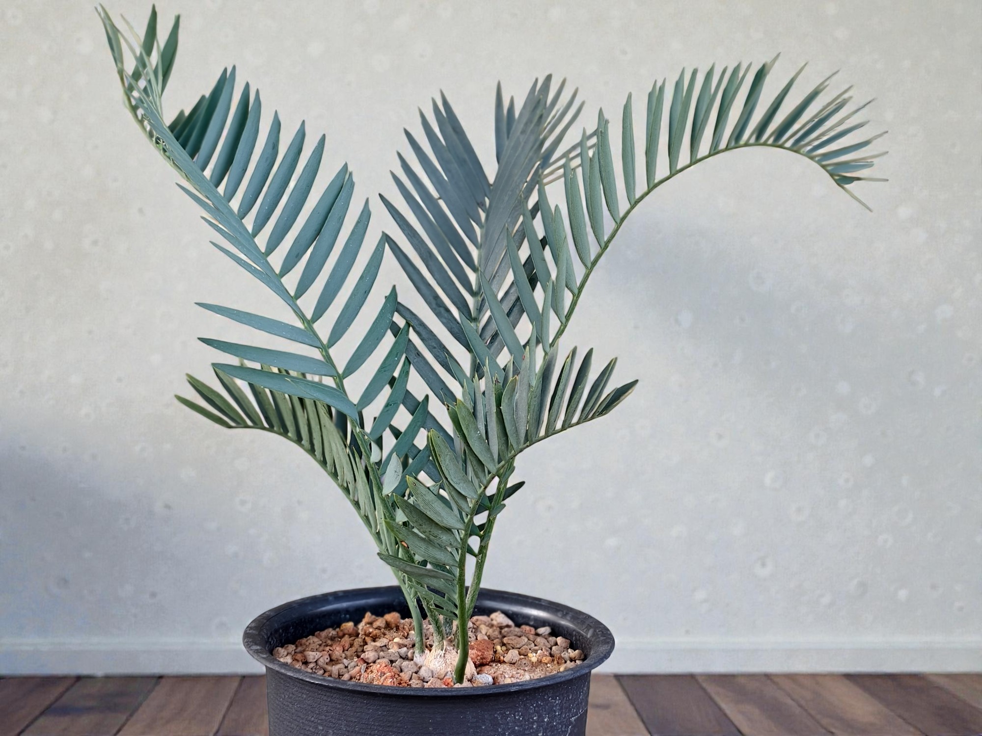 Encephalartos Princeps 003