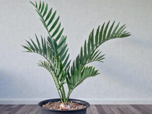 Encephalartos Princeps 004