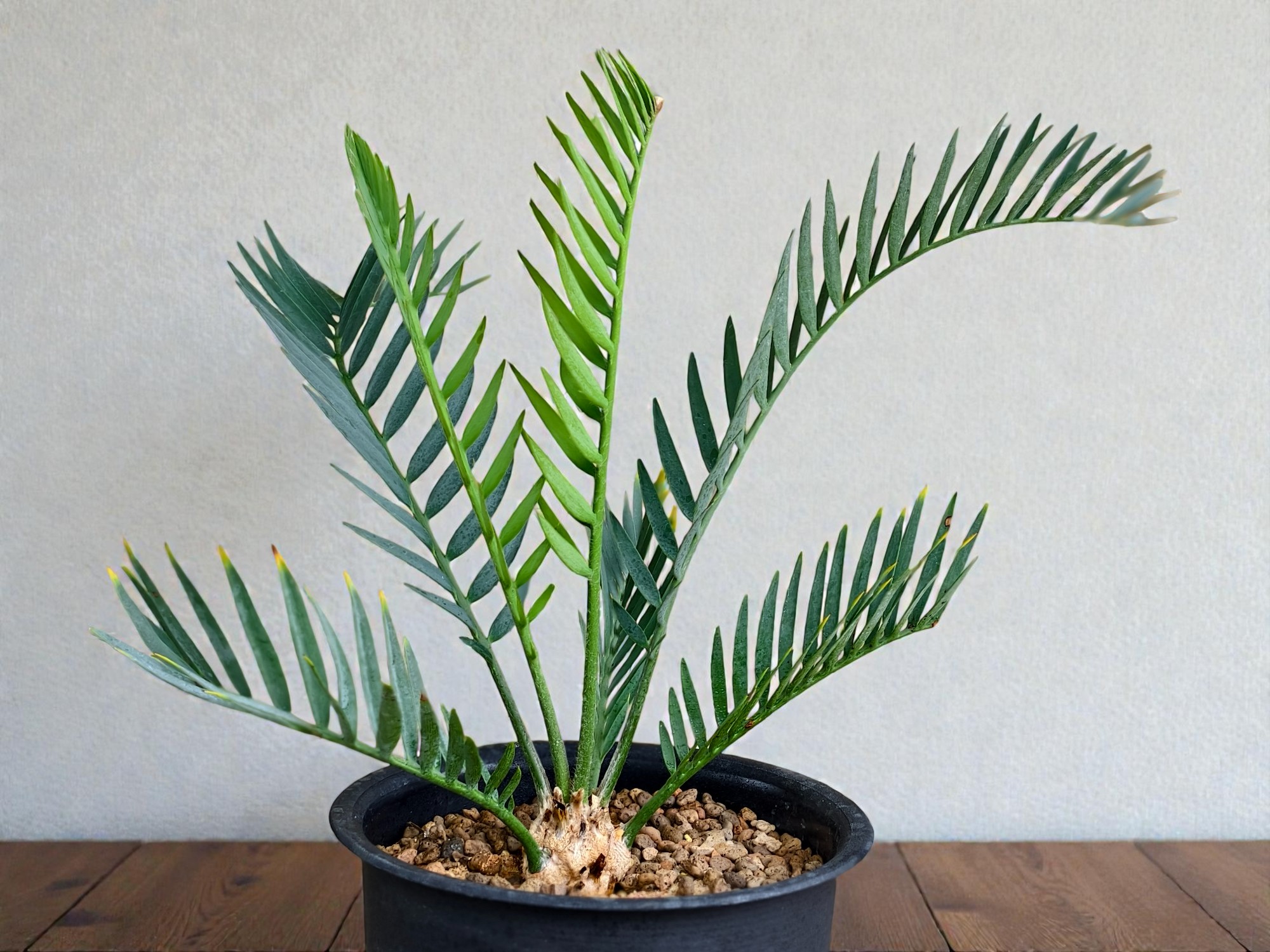 Encephalartos Princeps 005
