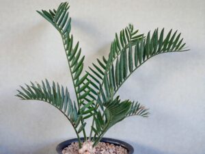 Encephalartos Princeps 006