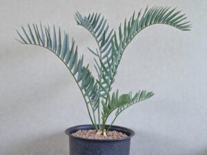 Encephalartos Princeps 007
