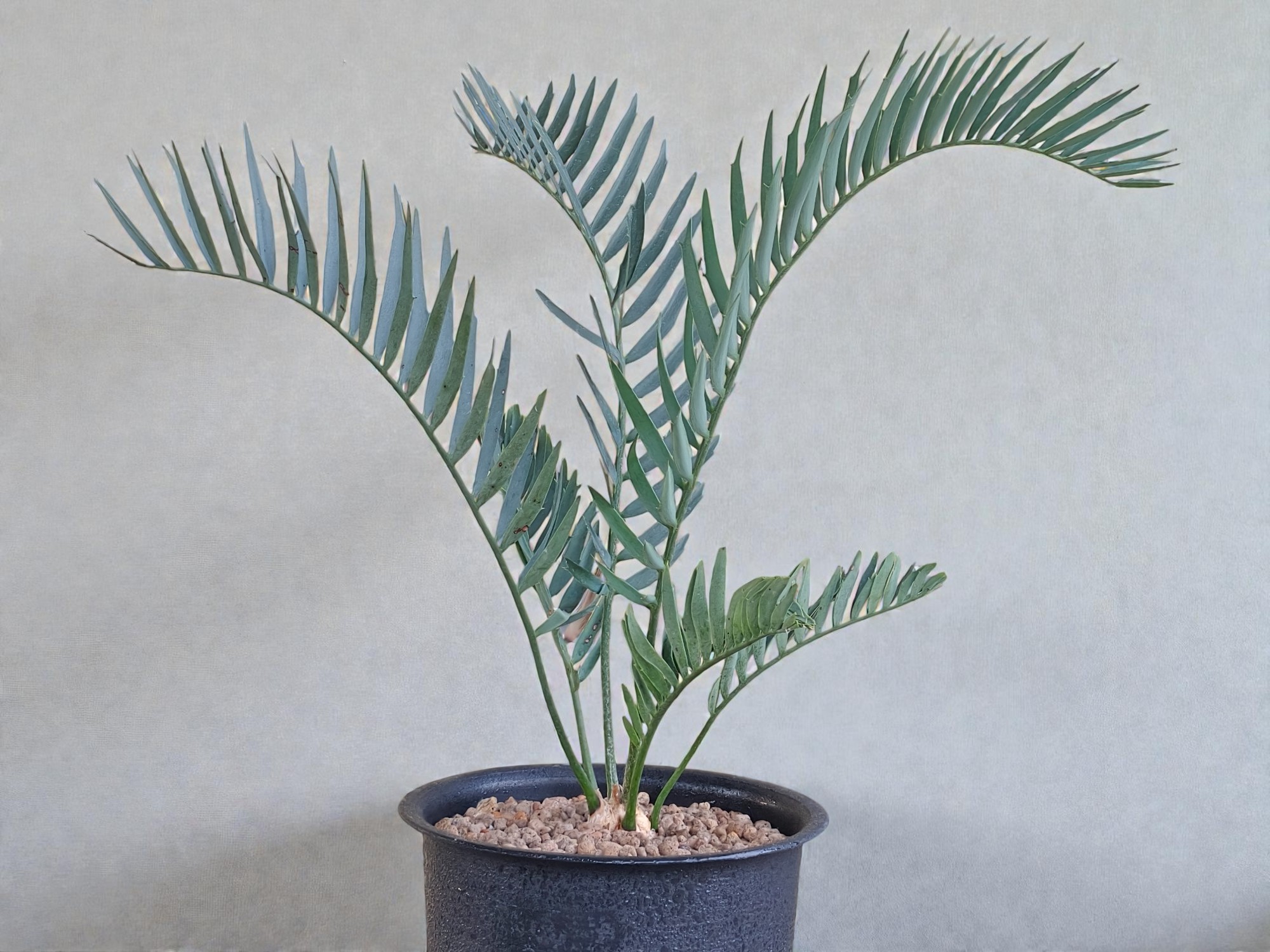 Encephalartos Princeps 007