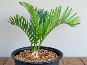 Encephalartos Princeps 008
