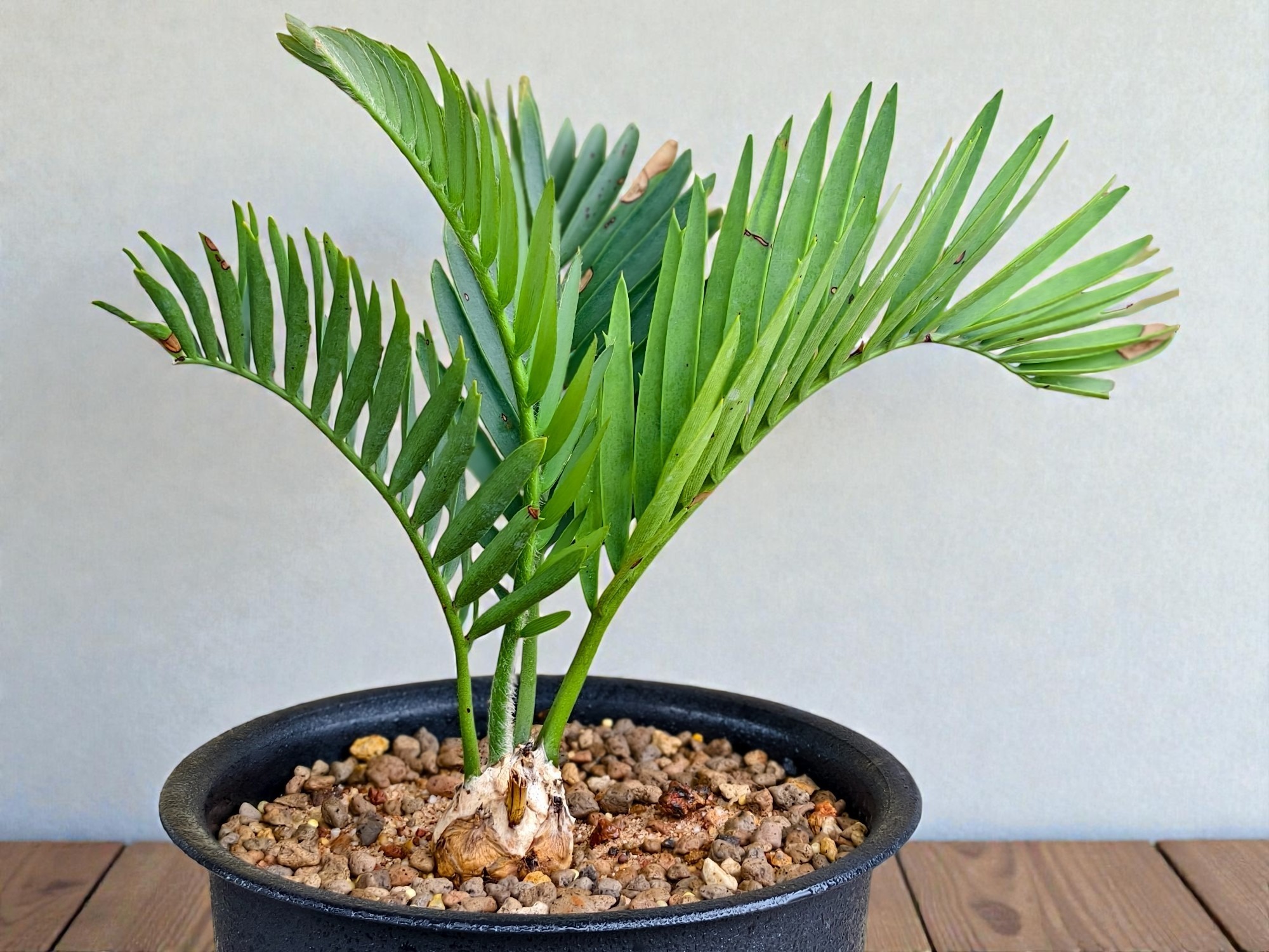 Encephalartos Princeps 008