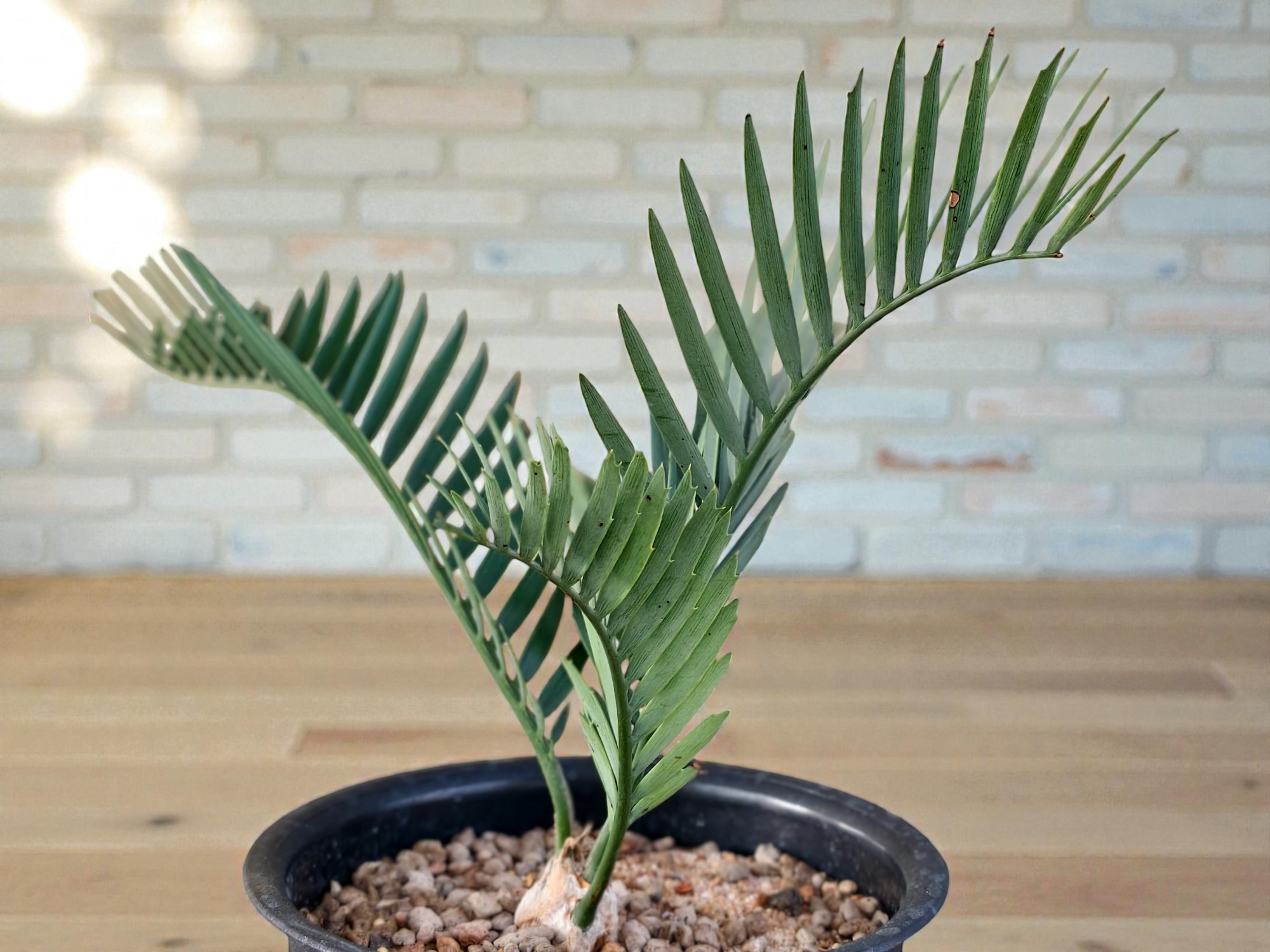 Encephalartos Princeps 009