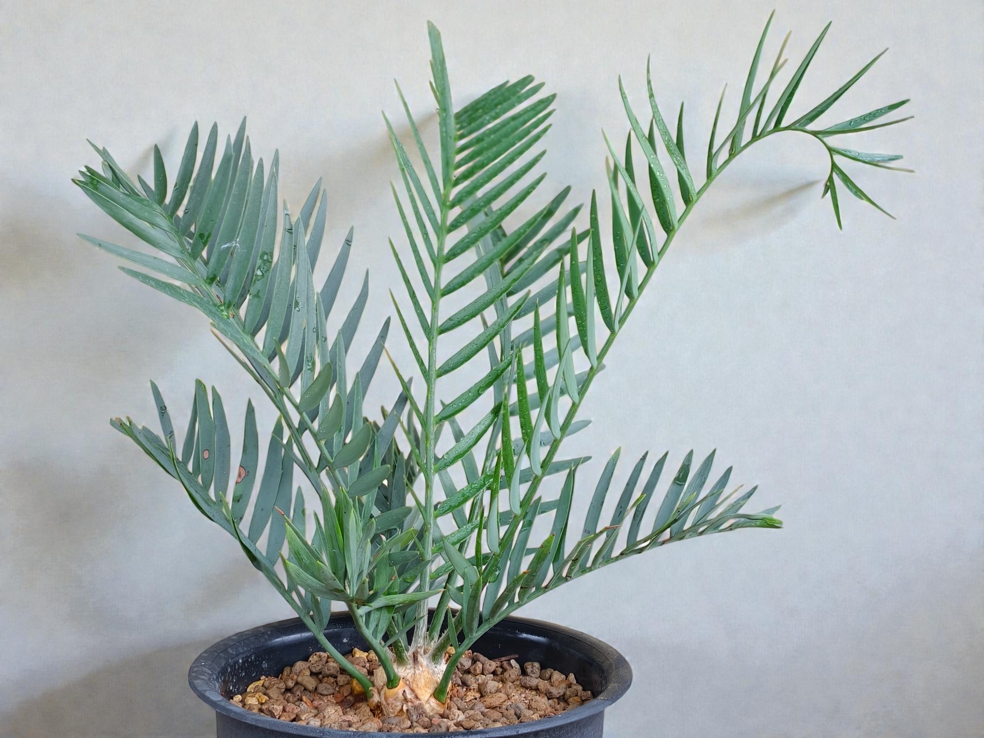 Encephalartos Princeps 010