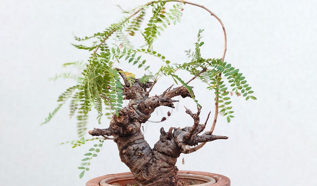 Boswellia Neglecta 001