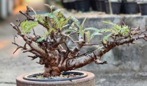 Boswellia Neglecta 002