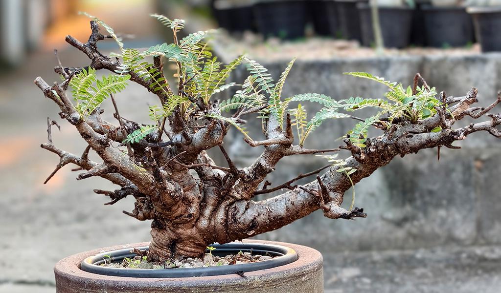 Boswellia Neglecta 002