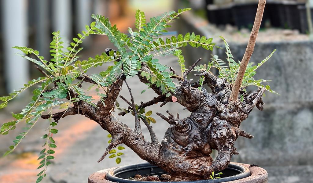 Boswellia Neglecta 003