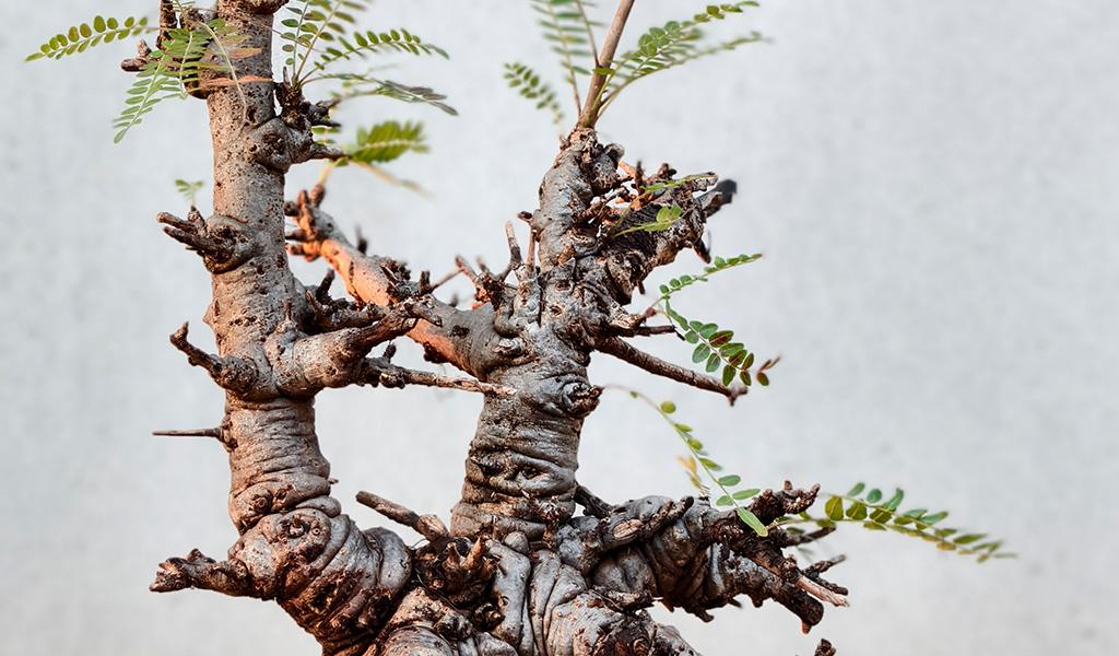 Boswellia Neglecta 004