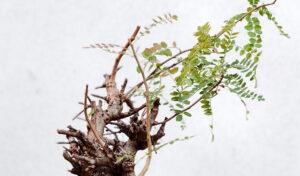Boswellia Neglecta 005