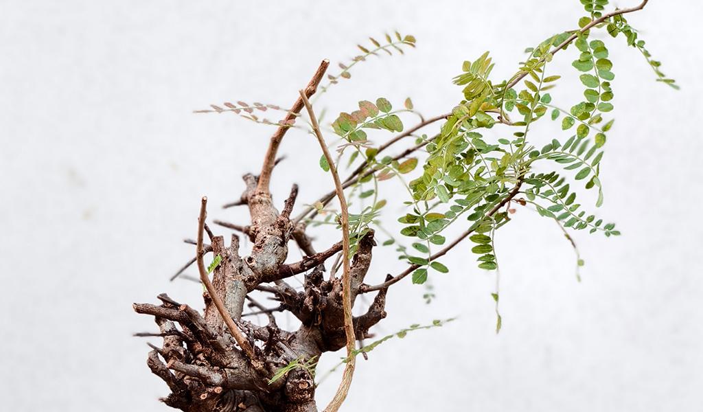 Boswellia Neglecta 005