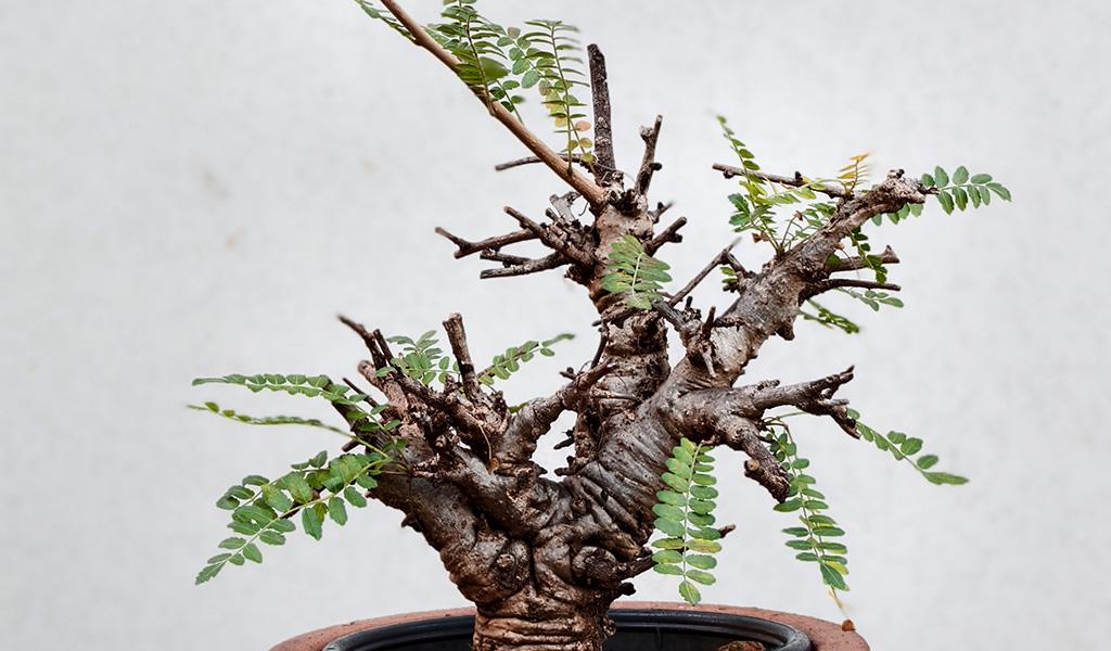 Boswellia Neglecta 006