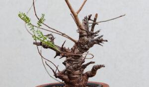 Boswellia Neglecta 007