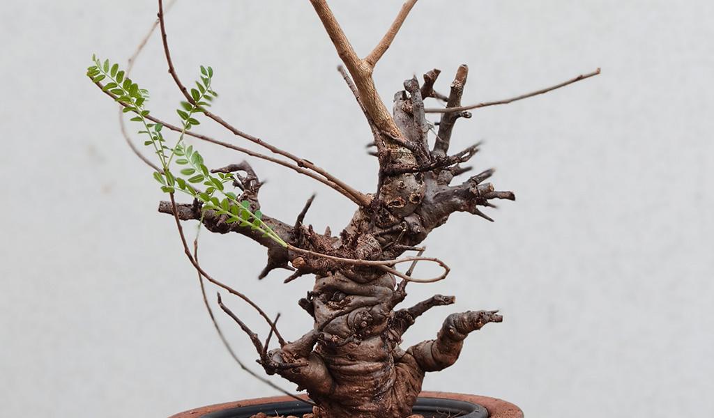 Boswellia Neglecta 007