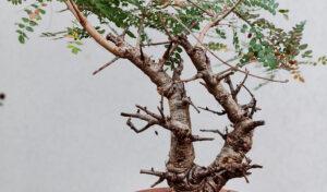 Boswellia Neglecta 008