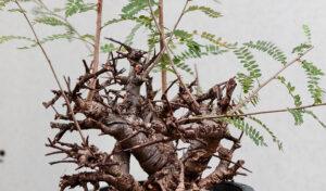 Boswellia Neglecta 009