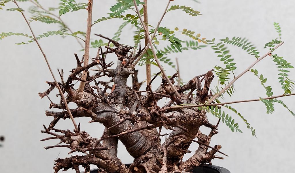 Boswellia Neglecta 009