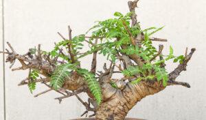 Boswellia Neglecta 010