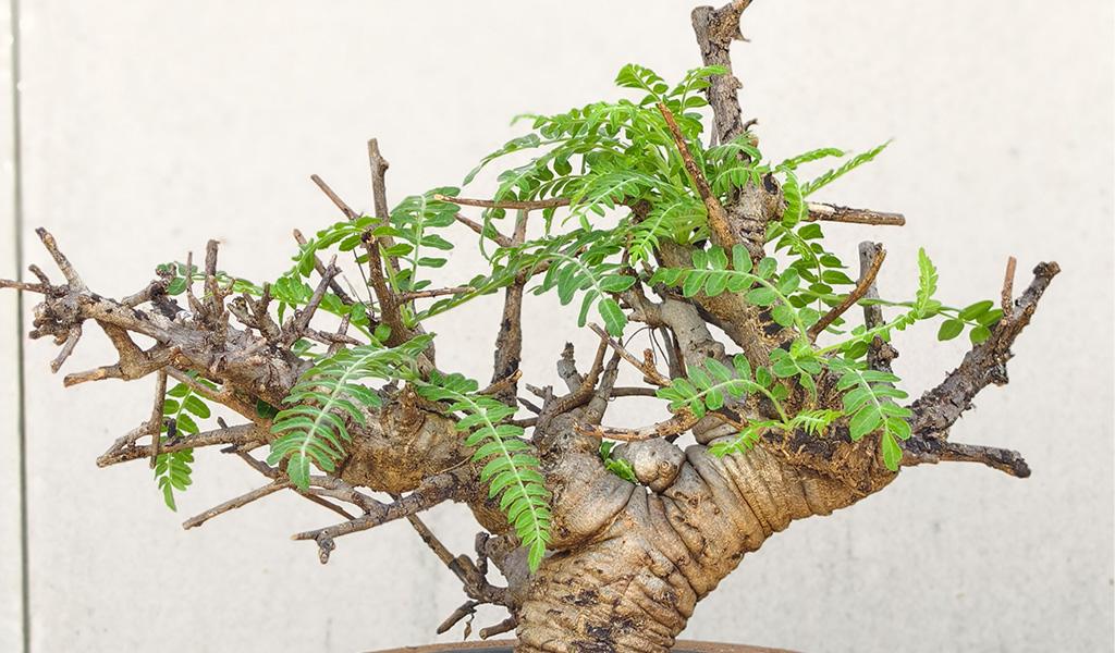 Boswellia Neglecta 010